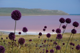 Этюд в розовых тонах.JPG